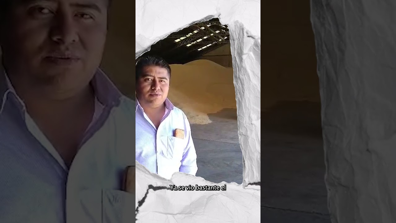Apoyo a productores de maíz blanco en Tlaxcala
