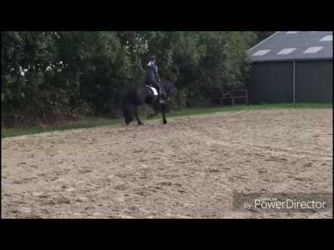 Stal Okkema's Sanne Aukje