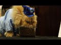 Menarik Cat fashion show takes over NYC hotel, Video Algonquin Hotel Cat Fashion Show paling baru!