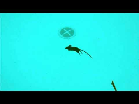 Deadmau5 Pool Party!!!