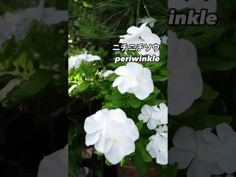 キョウチクトウの成長を促進し、健康を維持できる肥料は何ですか?  庭園