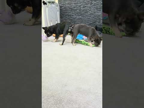Video 2