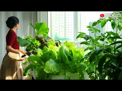 , title : 'How to Grow Vegetables in a Small Space | 베란다 텃밭 | Balcony Vegetable Garden Harvest | 수경재배 | 상추 수확.'