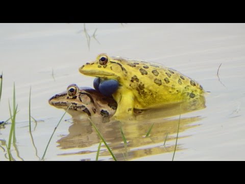 Frog Mating - How Do Frogs Mate - Bullfrog Mating