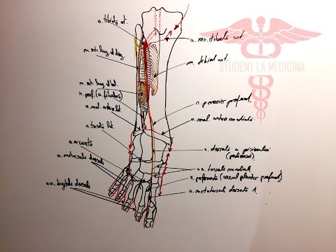 Preparate ale articulațiilor și ligamentelor