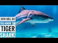 Tiger shark || Description, Characteristics and Facts!
