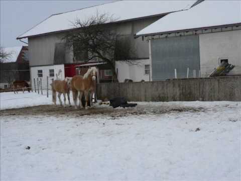 Amati-ein Mampflinger wie wir sie alle kennen