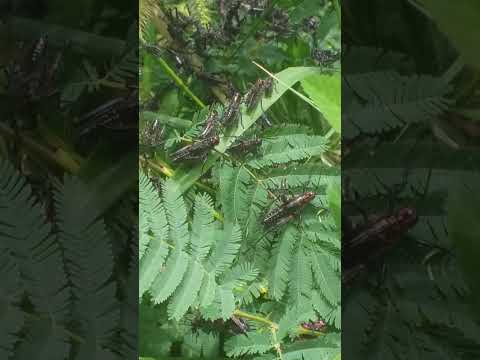 LANGOSTAS NEGRAS, en capilla de los remedios, CÓRDOBA, # popular