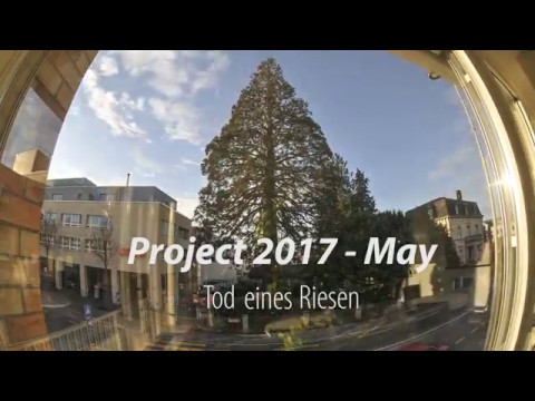 Tod eines Riesen - Mammutbaum Cham