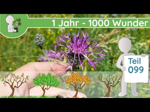 1 Jahr - 1000 Wunder "Blumen 🌼, giftiges ☠️ & Nüsse 🐿️" (Teil 099 - 20.06.19) - Wildpflanzen Doku