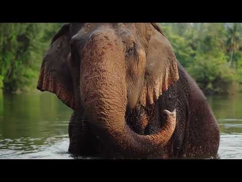 Elefanten für Kinder - Kurzdoku für Kleinkinder