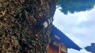 どうしてもクワガタが見たいおじさん【2025年 カブトムシ クワガタ採集】
