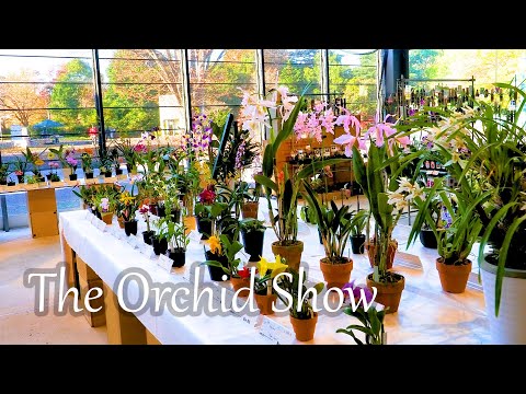 , title : '【4K Orchid】The Orchid Show 秋の洋らん展 2022 Autumn at Showa Memorial Park. #orchid #orchids #らん展 #洋らん展'