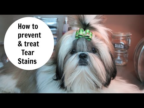 HOW TO PREVENT AND REMOVE DOG TEAR STANS