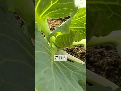 園芸 ドーベントン キャベツ、ドーベントン パーペチュアル ケール