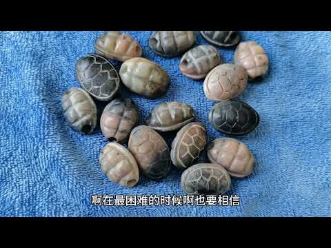 龜殼寓意