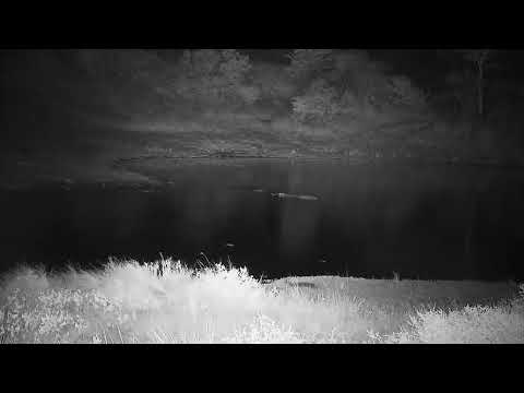 Djuma: Grey Heron, Hippo and Blacksmith Lapwings - 00:01 - 03/11/2022