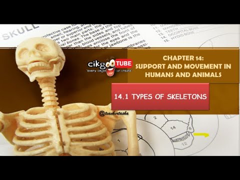 BIOLOGY KSSM FORM 4: 14.1 TYPES OF SKELETONS