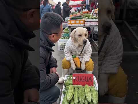 给狗子气的都翻白眼了！#AI #狗#萌宠出道计划#狗狗成精了#狗狗的心思都写在脸上了#拉布拉多