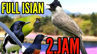 Download lagu KUTILANG GACOR FULL ISIAN MURAI BATU_KACER_CUCAK IJO || cocok buat masteran kutilang trotolan mp3 Download lagu KUTILANG GACOR FULL ISIAN MURAI BATU_KACER_CUCAK IJO || cocok buat masteran kutilang trotolan mp3