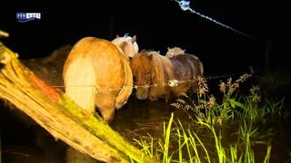 preview picture of video 'Brandweer Ommen redt 35 pony's uit het water'