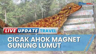 Kekayaan Flora dan Fauna di Gua Kelelawar Gunung Lumut, Ada Cicak Ahok hingga Kelelawar Vampir Palsu
