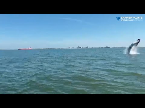 Whale watching on Westerschelde from a Saffier Sc 8m Cabin