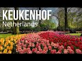 Tulip Season In Amsterdam Exploring Keukenhof Gardens
