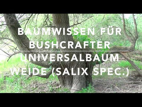Tree knowledge for bushcrafters: Universal tree willow (Salix spec.)