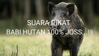 Download lagu SUARA PIKAT BABI HUTAN 100% JOSS...!!! mp3