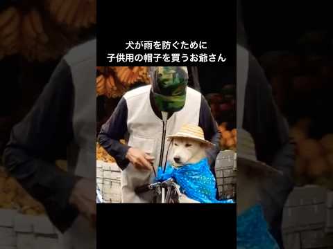犬が雨を防ぐために子供用の帽子を買うお爺さん