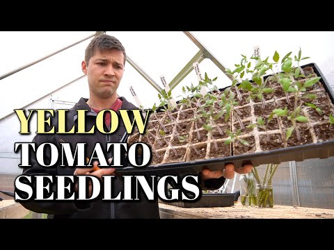 , title : 'Why Your Tomato Seedlings Leaves Are Turning Yellow | Cotyledon vs True Leaves