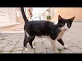 Tuxedo Cat With Cute Face And Eyes Says He S Hungry