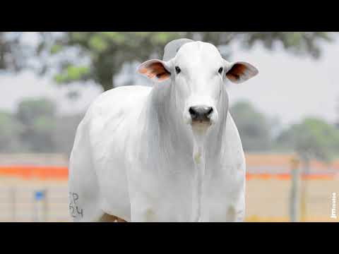 TOURO NELORE - CHIP FIV FVC - FVCP 3324