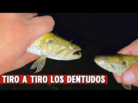 HERMOSA PESCA - DIQUE PUERTA DE DIAZ - SALTA - CORONEL MOLDES