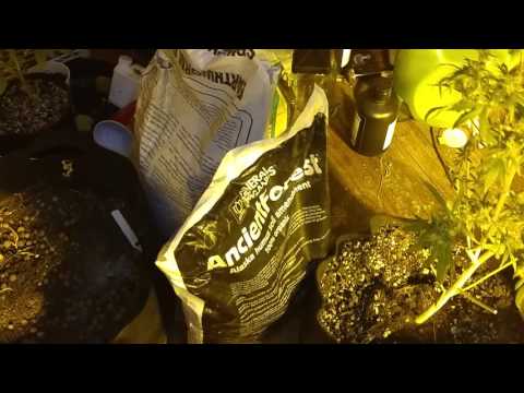 Veteran Grower Growmentary Vol 1.