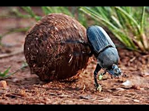 Amazing True Facts About Dung Beatles