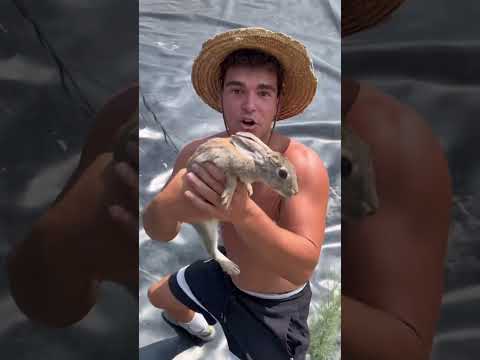 إنقاذ سبعة أرانب محاصرة في بركة