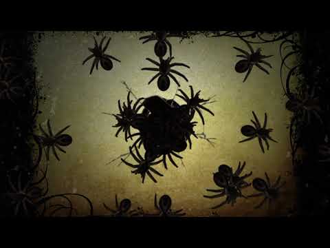 spooky spider / spider background / spider background video / Royalty free