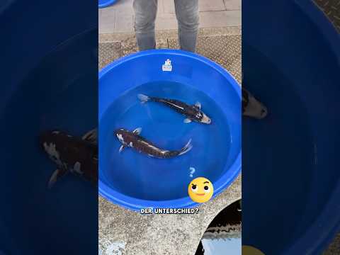 Video Vorschau Teil 3