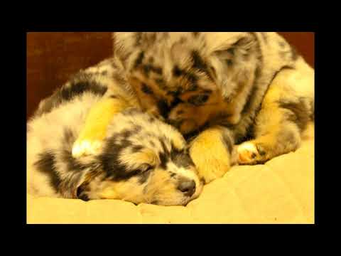 Pienet amerikanpaimenkoirat 12.11.2017