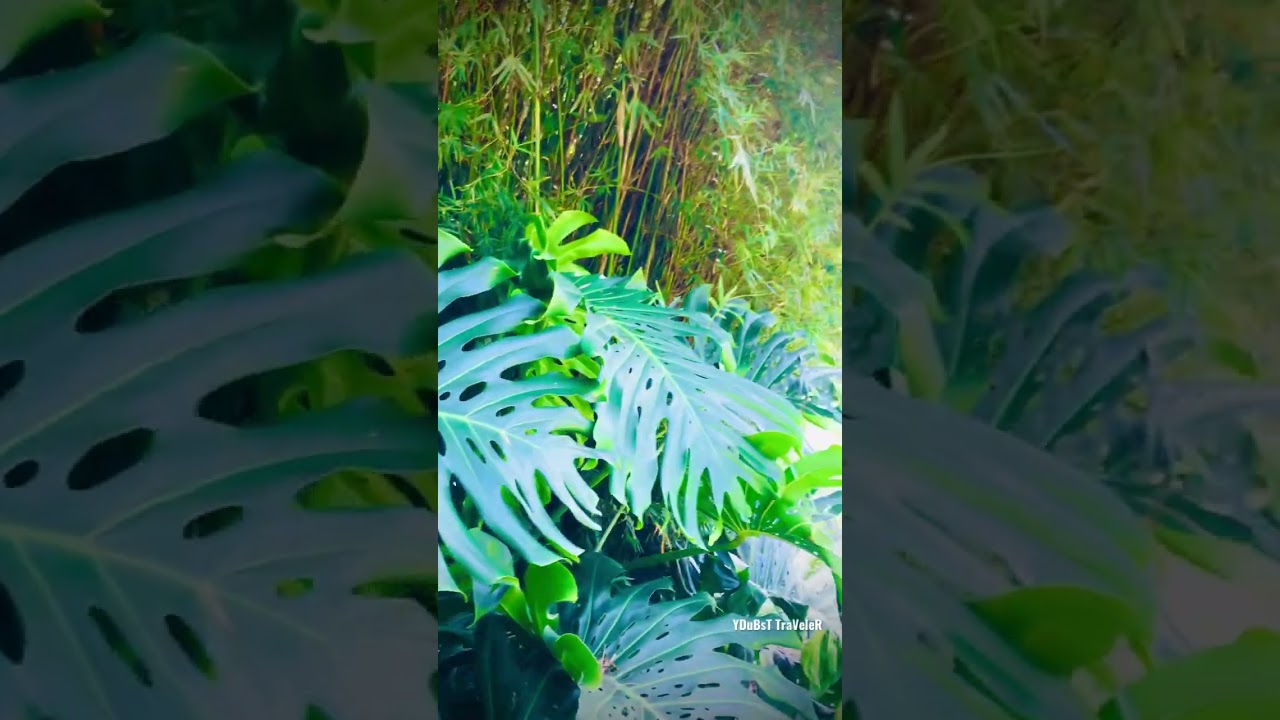 YouTube Short thumbnail