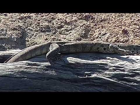 Djuma: Water Monitor Lizard adult sunning on the log - 12:58 - 07/18/19