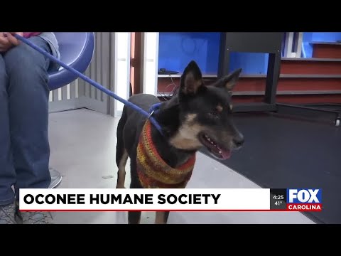 Four Legged Friends: McGee - YouTube