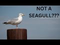 Rethinking The Seagull Stereotype The Herring Gull