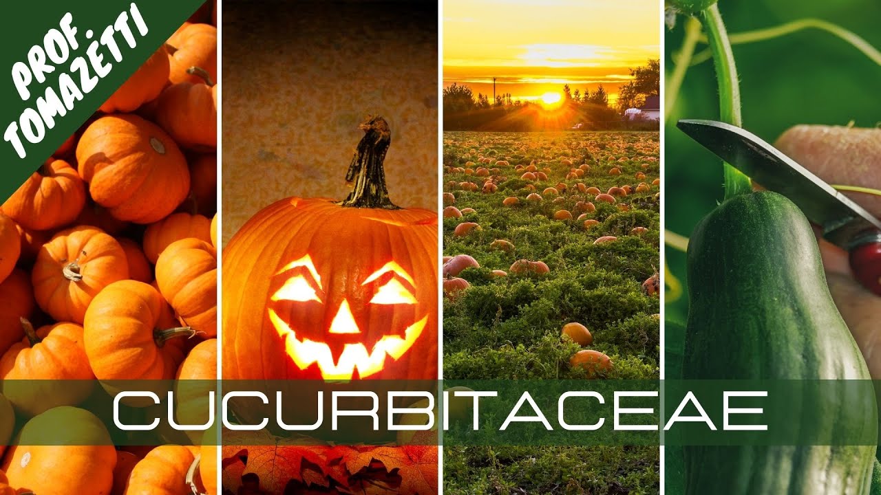 Cucurbitaceae | Olericultura