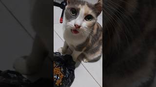 daily pemberian mbg ke si mavey #catvideos #catlovers10m #catshorts