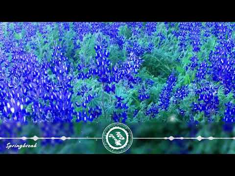 Ooyy feat. Le June - Springbreak