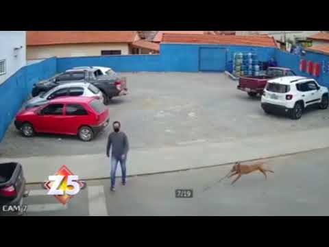 "Perro casi asesino" ¿Te causa risa o pena por el caballero?