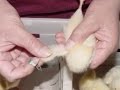Wing Banding Directions